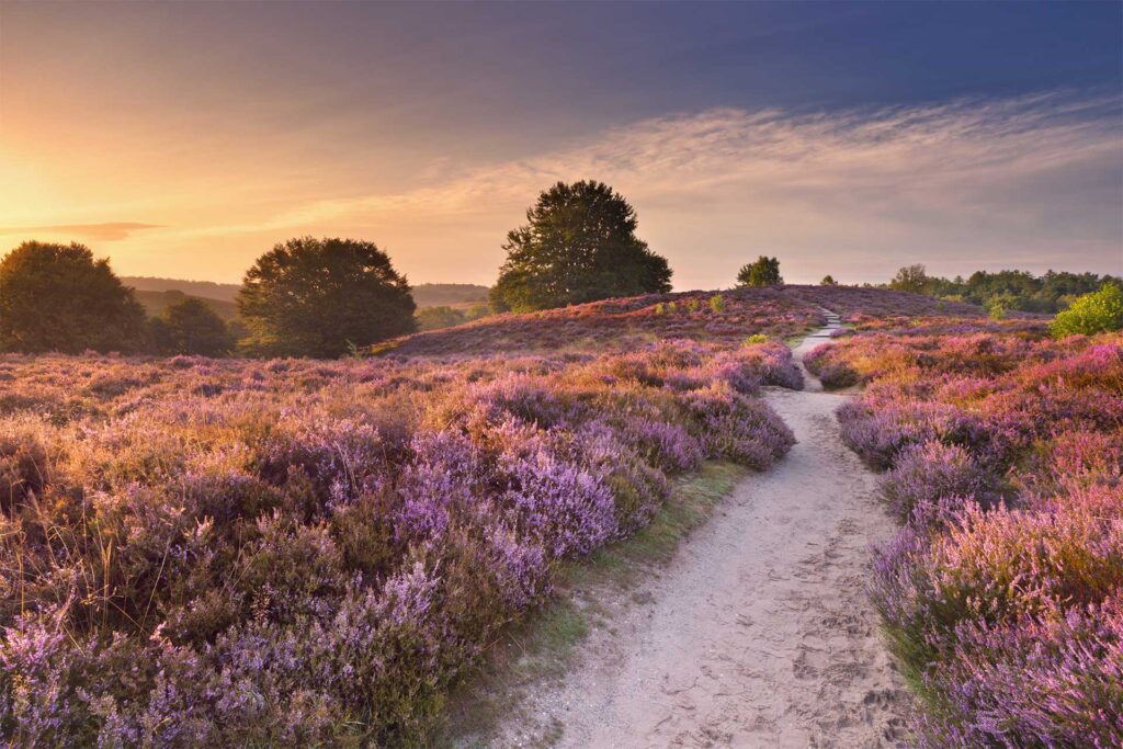 Lüneburger Heide zur Heideblüte bei Sonnenuntergang perfekt zum Heiraten