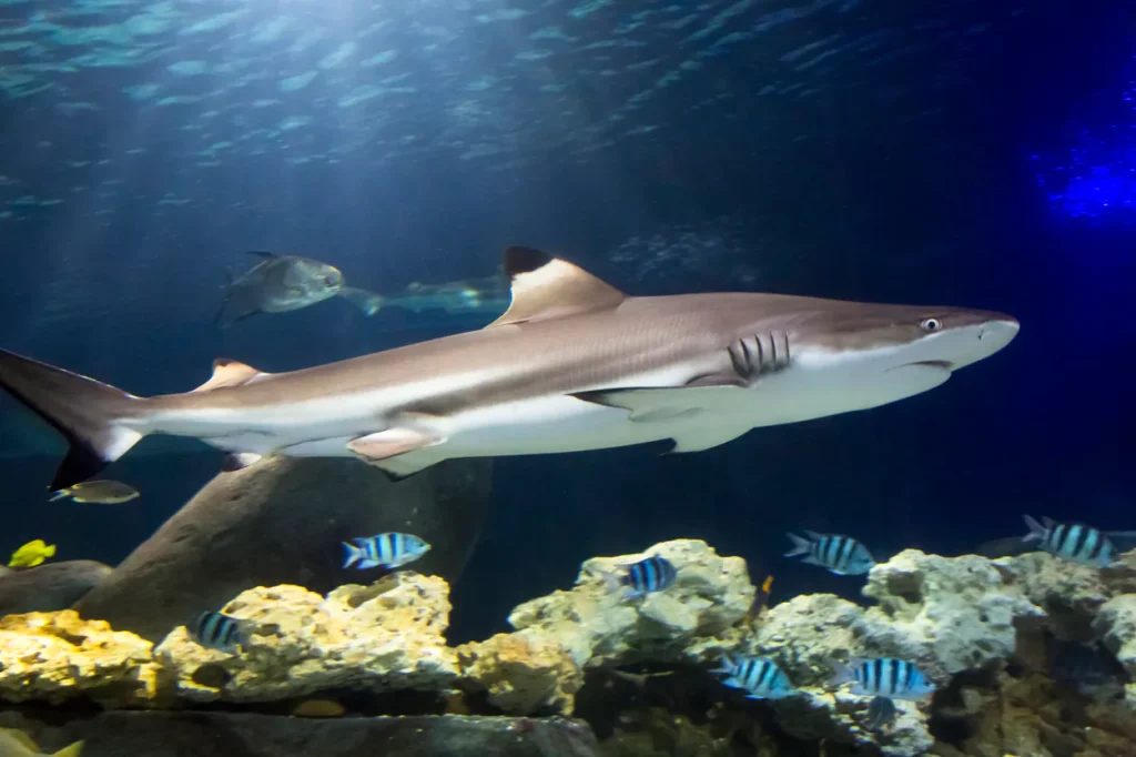 Schwarzspitzenriffhai im SEA LIFE Timmendorfer Strand nahe Lübeck. Während einer standesamtlichen Trauung im Aquarium können Brautpaar und Gäste die Unterwasserwelt mit Haien und anderen Meeresbewohnern erleben.