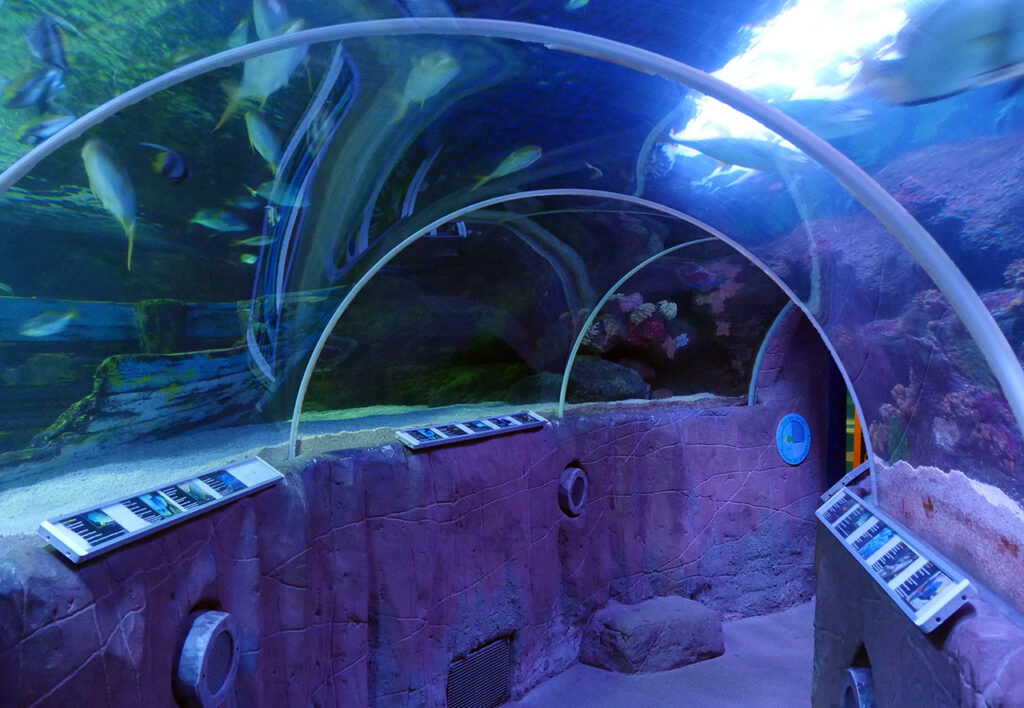 Standesamtliche Trauung im SEA LIFE Timmendorfer Strand nahe Lübeck. Das außergewöhnliche Standesamt ermöglicht Eheschließungen zwischen beeindruckenden Aquarien und bietet eine besondere Kulisse für eine unvergessliche Hochzeit.